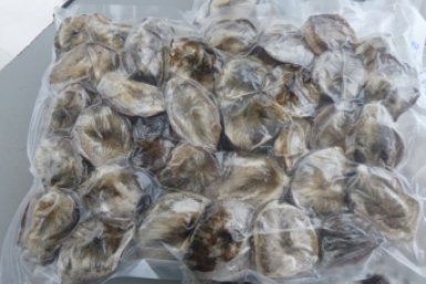 В Иркутске осудят вывезших мускус кабарги на 29 млн рублей контрабандистов