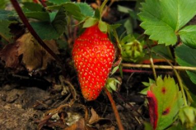 2 ложки под корень в апреле - и клубника сахарная точно мед: крупняк появится с трех витаминов