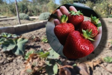 Льем 2 стакана в лунку - вырастет клубника-гигант: ягоды размером с яблоко