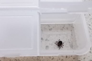 29 клещей обнаружили на себе приморцы этой весной