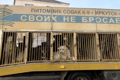 В 2,5 млн обходится содержание 80 бездомных псов в Чунском округе