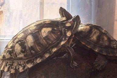 Спасенных на пожаре в отеле красноухих черепах приютили в Иркутском зоопарке