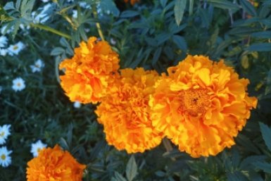 Бесячие муравьи свалили с участка за 1 день: 3 грошовых деревенских метода на весну