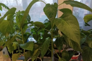 1 таблетка — и рассада перца стала крепче баобаба: без магазинной химозы и сложных настоев