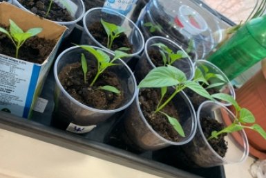 Без двух "сахарных" подкормок мощной рассады не получится: дед Егор раскрыл секрет шикарных кустов