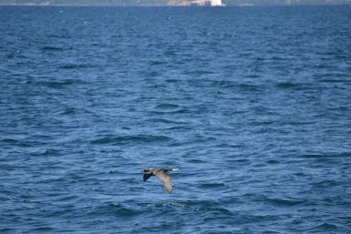 Баклан Анастасия Вострецова, корр. ИА AngarskMedia