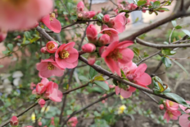 Цветение и пыльца &quotвыгоняют&quot жителей Кубани в горы и к морю Светлана Юдина