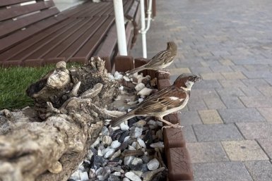 Воробьёв стало на 20% больше в одном из регионов страны ИА Stavropol.Media