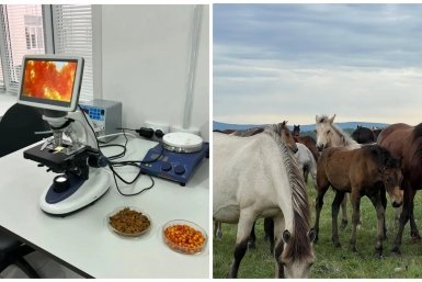 Два хозяйства Бурятии получат научную поддержку по нацпроекту