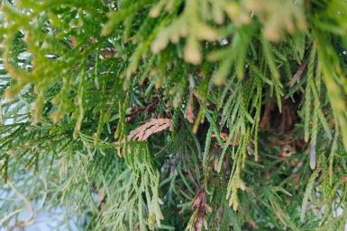 1 горсть под корень в апреле - и туя зеленее крокодила, забудьте о сухой и желтой хвое после зимы