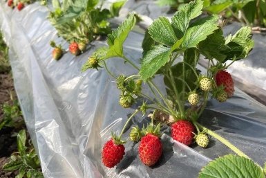 Укрытие земляники: дуги и проветривание по схеме агронома