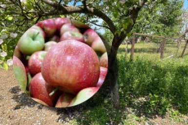 Кормлю яблоню с 06:00 до 08:00 - плоды наливные, без гнили: всего 30 г на кв. метр