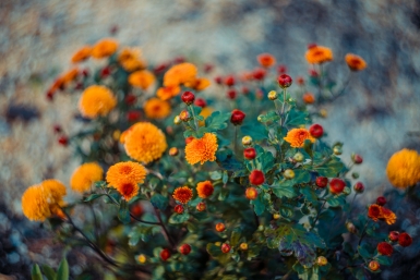 Срочно проверьте свой участок: эти растения притягивают клещей, как магнит - советы эксперта