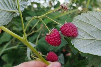 Кипяток из лейки и ножницы: как удвоить урожай ягод малины и смородины за 2 недели