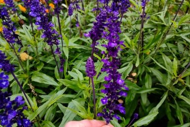 Не растение, а садовый парфюм: какой многолетник цветет в первый год вегетации - неприхотливый и декоративный