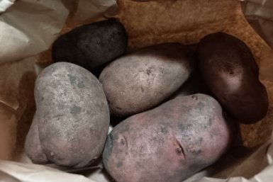 "Тугодумы", прощайте — на этот год выбрала 2 сверхранних сорта: свою картошку копаю уже в июне, по 12 клубней с куста