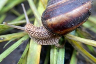 Не скорлупа: знаю средства от слизней, которые реально работают — улиток с лупой не найти