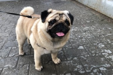 Перестал разводить бульдогов через 15 лет: деньги не стоят того, чтобы видеть, как твои щенки задыхаются