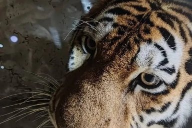 Шесть амурских тигров отловили охотоведы Хабаровского края уже в этом году