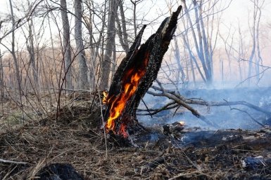 2 апреля в Приморье зафиксировано 23 пожара Минприроды Приморья в MAX (6+)