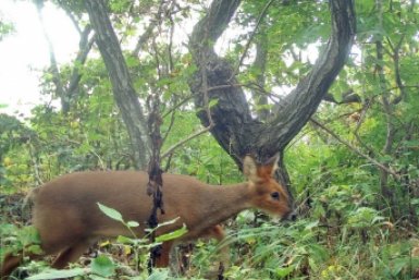 Численность редчайшего в России водяного оленя выросла почти в 4 раза в Приморье