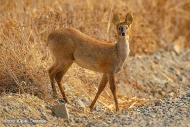 Водяной олень Юрий Смитюк, предоставлено пресс-службой нацпарка &quotЗемля леопарда&quot