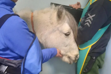 Потребуется трепанация: опасную патологию у 15-летней пони нашли ветврачи из Усть-Илимска