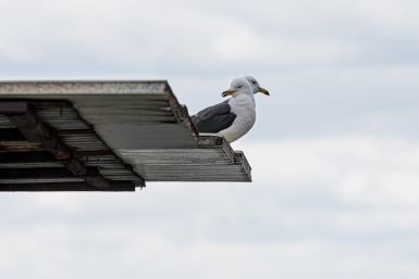 Дожди, холод и возвращение весны: погодный вираж ждёт Приморье в начале следующей недели
