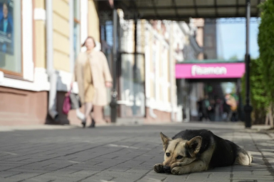Жителей Приангарья оштрафовали на 240 тысяч рублей за нарушения при содержании животных Пресс-служба правительства Иркутской области