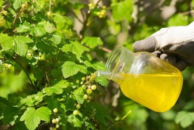 Дачники, лью не просто воду, а "сладкое" удобрение - и в июле смородину взрывает крупными и сладкими ягодами