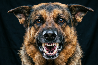 Цапнут даже хозяина: 8 пород, которые чаще кусаются - не заводите, если боитесь