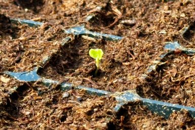 Малая посевная пресс-служба министерства сельского хозяйства и торговли Сахалинской области