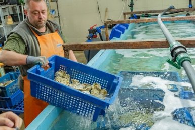 Севастопольская компания планирует производить 65 тонн морепродуктов в год