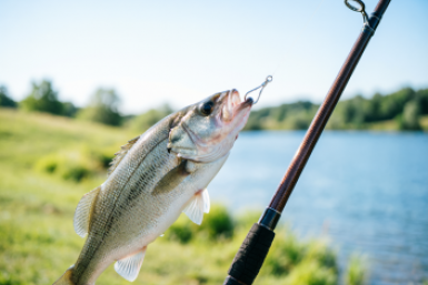 Хитрые секреты для ловли судака: эти 3 приманки заставят его клюнуть в любых условиях