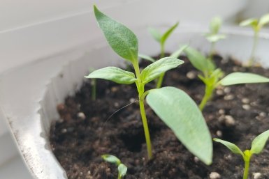 Перцу после 3 апреля - обязательно: 5 ложек под корень - и рассада как с картинки, здоровая и мощная