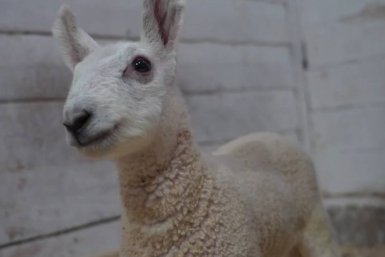 Ягненок Телеграм-канал &quotМосковский зоопарк&quot (18+)