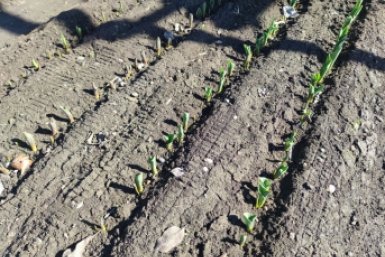 Дачники, запишите, какие культуры нужно посеять в апреле 2026 года