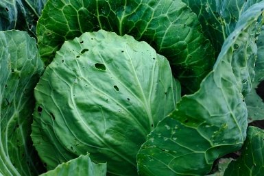 Из 760 сортов капусты для хранения и квашения сею только 1: не дрябнет до лета - вилки хрустящие и сладкие