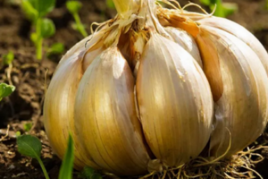 Чем подкормить чеснок в апреле: 3 литра на "квадрат" — и ядреные головки с кулак, до самой весны ни один зубок не сгниет