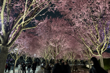 Сакура в Краснодаре: как найти и когда смотреть - даже лучше, чем в Японии