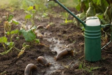 Опрыскала слизней "дешманской" жижей: Укокошила 500 шт за 30 минут - вот это результат