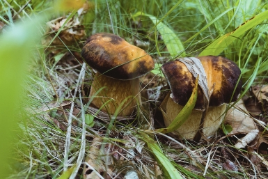 Миколог предупредил об опасности одного съедобного вида грибов