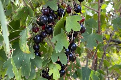 Смородине в апреле - первым делом: 3 ложки порошка - иначе ягод кот наплакал