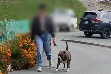 "Горло разорвал": жительница Владивостока вышла погулять с собакой и резко пожалела