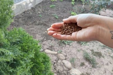 Важно рассыпать 10 гр соли под корни после 5 апреля - и весной почва, как мягкая вуаль