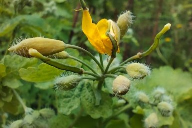 Зеленый алмаз среди сорняков: что я выяснила о чистотеле и почему теперь берегу каждый росток