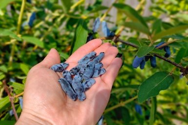 Жимолости после схода снега - обязательно: 4 процедуры - ягод будет, как звезд на небе, ветки в плодах сверху донизу