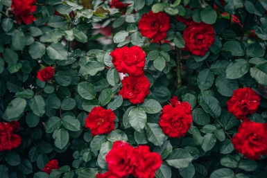 Я вырастила розы размером с футбольный мяч в старых ведрах: мой опыт с розами патио