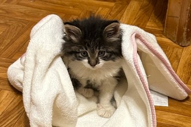 Живете один? Эти породы кошек станут вашим лучшим другом - совет эксперта