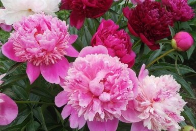 Пионам для взрывного цветения: 3 подкормки – бутоны будут размером с тарелку, пропустите – цветов не дождётесь